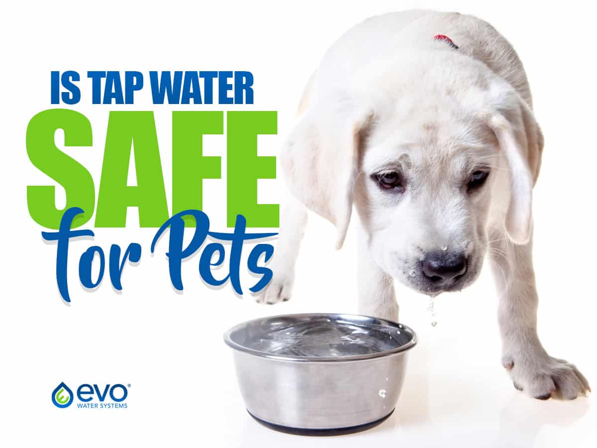 Is tap water safe to drink for pets?